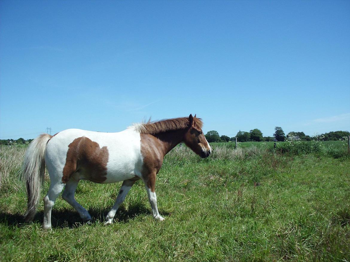Anden særlig race Prins Bob aka Bobber billede 5