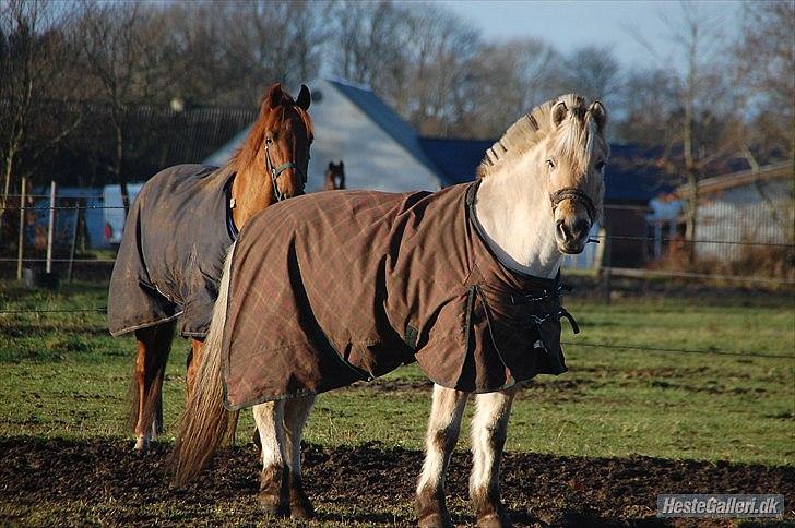 Fjordhest Amadeus <3 billede 17