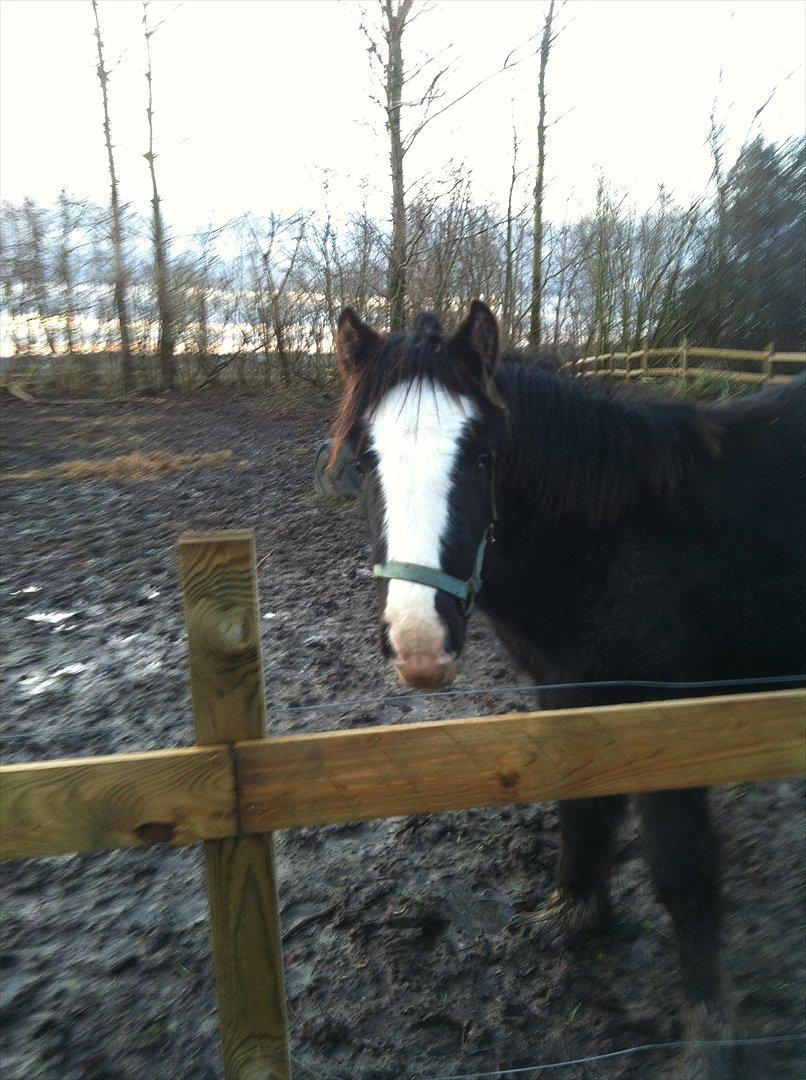 Irish Cob Akiva billede 3