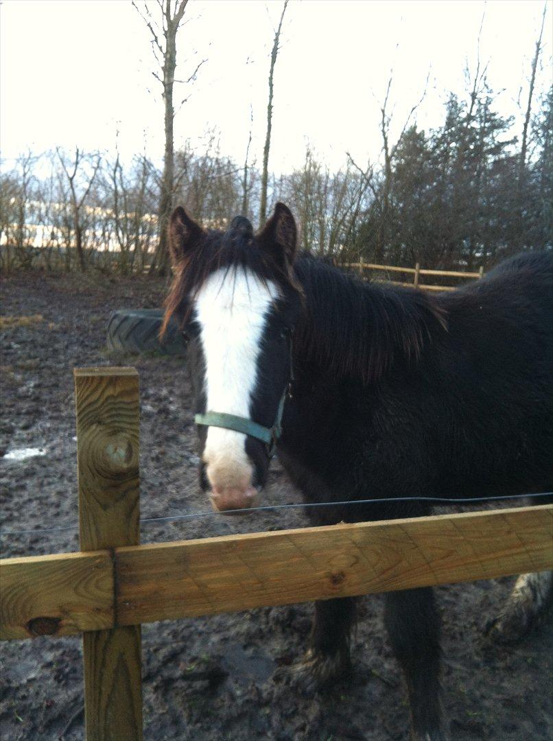 Irish Cob Akiva billede 5