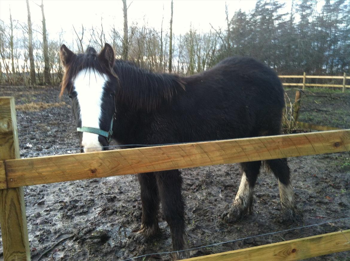 Irish Cob Akiva - Hun er så sød! :-) billede 8