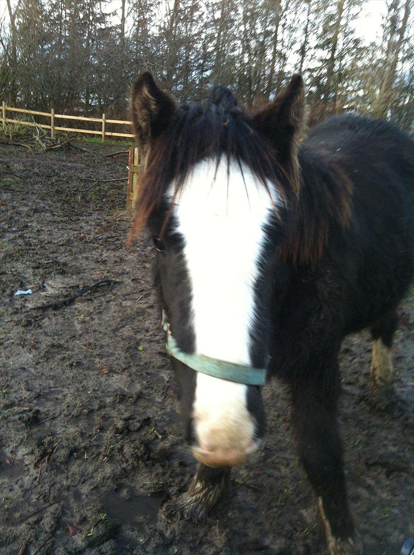 Irish Cob Akiva billede 9