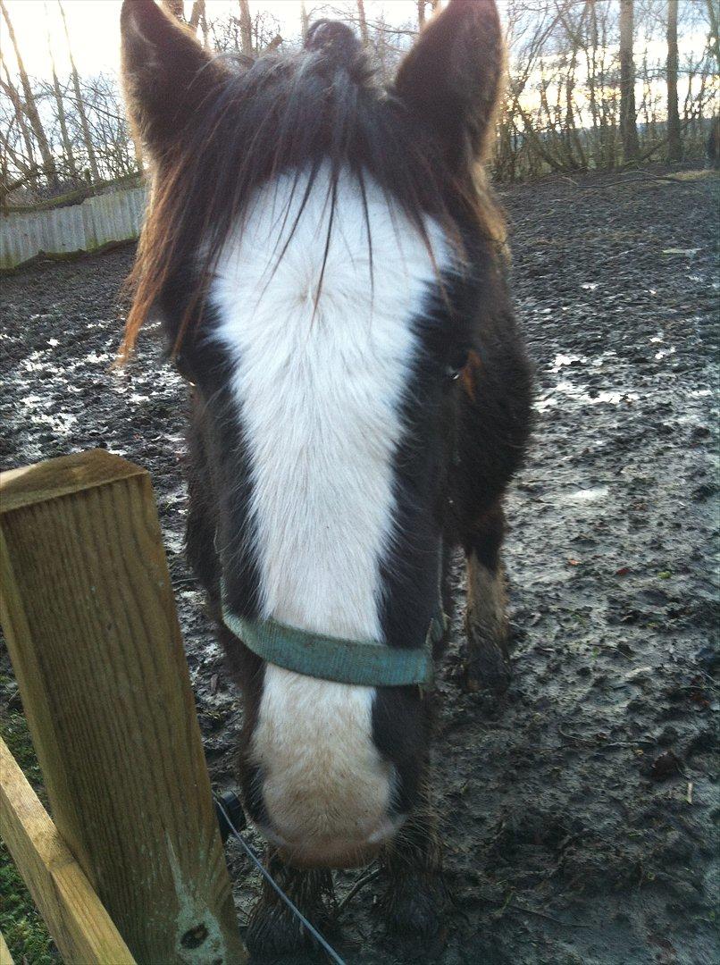 Irish Cob Akiva billede 10