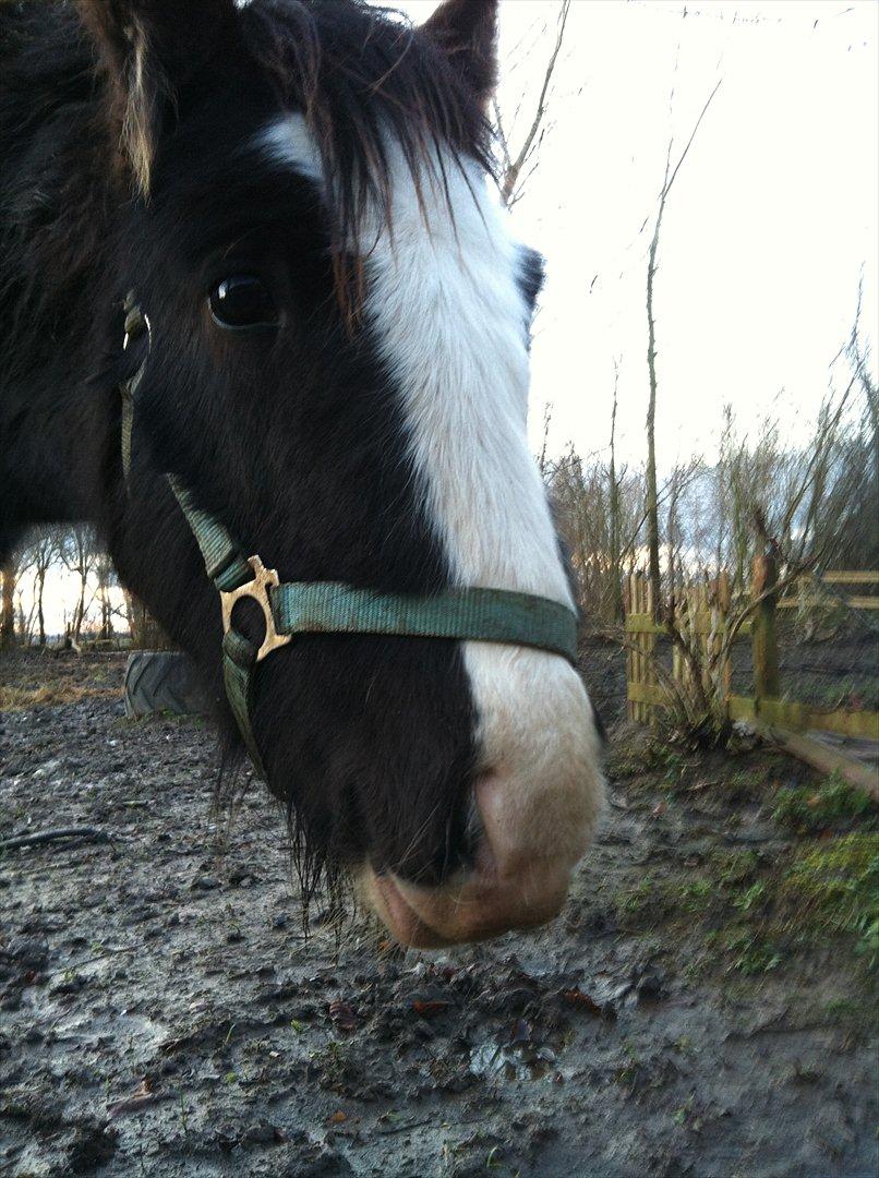 Irish Cob Akiva - En nysgerrig en! :-) billede 4