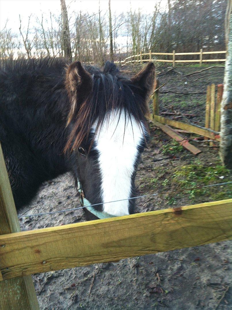 Irish Cob Akiva - I må gerne ligge en lille kommentar, og gerne en bedømmelse - så ville vi begge blive rigtig glade!! :-D billede 14