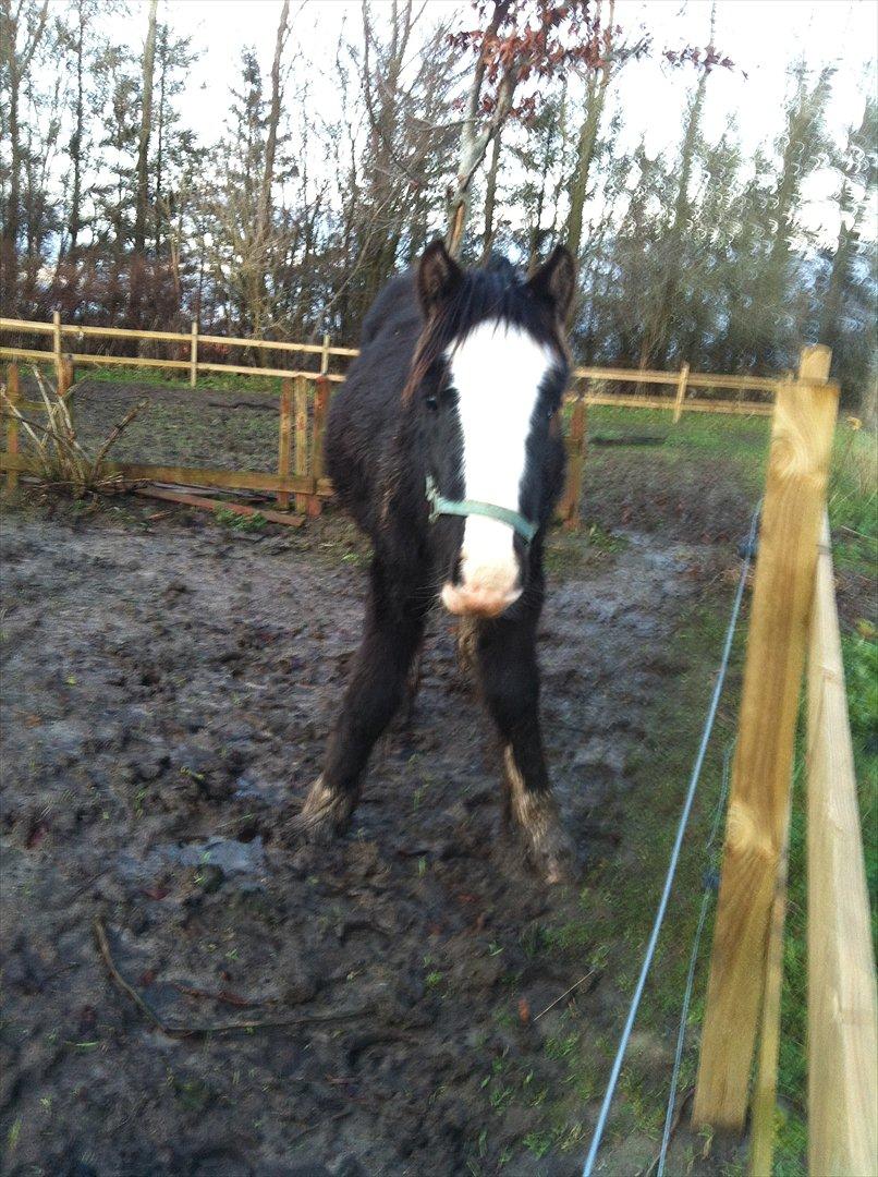 Irish Cob Akiva - En lille klumpe dumpe :-p billede 11