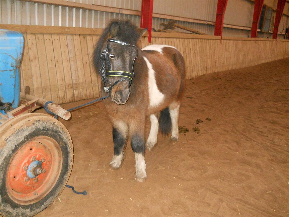 Anden særlig race Hannibal  (BFF<3) - 1.   Smukke Hanni ;D billede 3