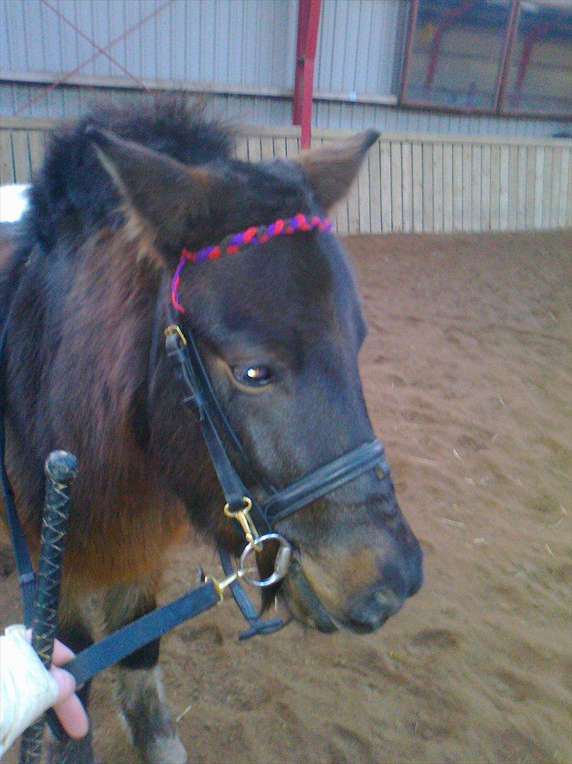 Anden særlig race Hannibal  (BFF<3) - I Ridehuset den 17.12.11 billede 14