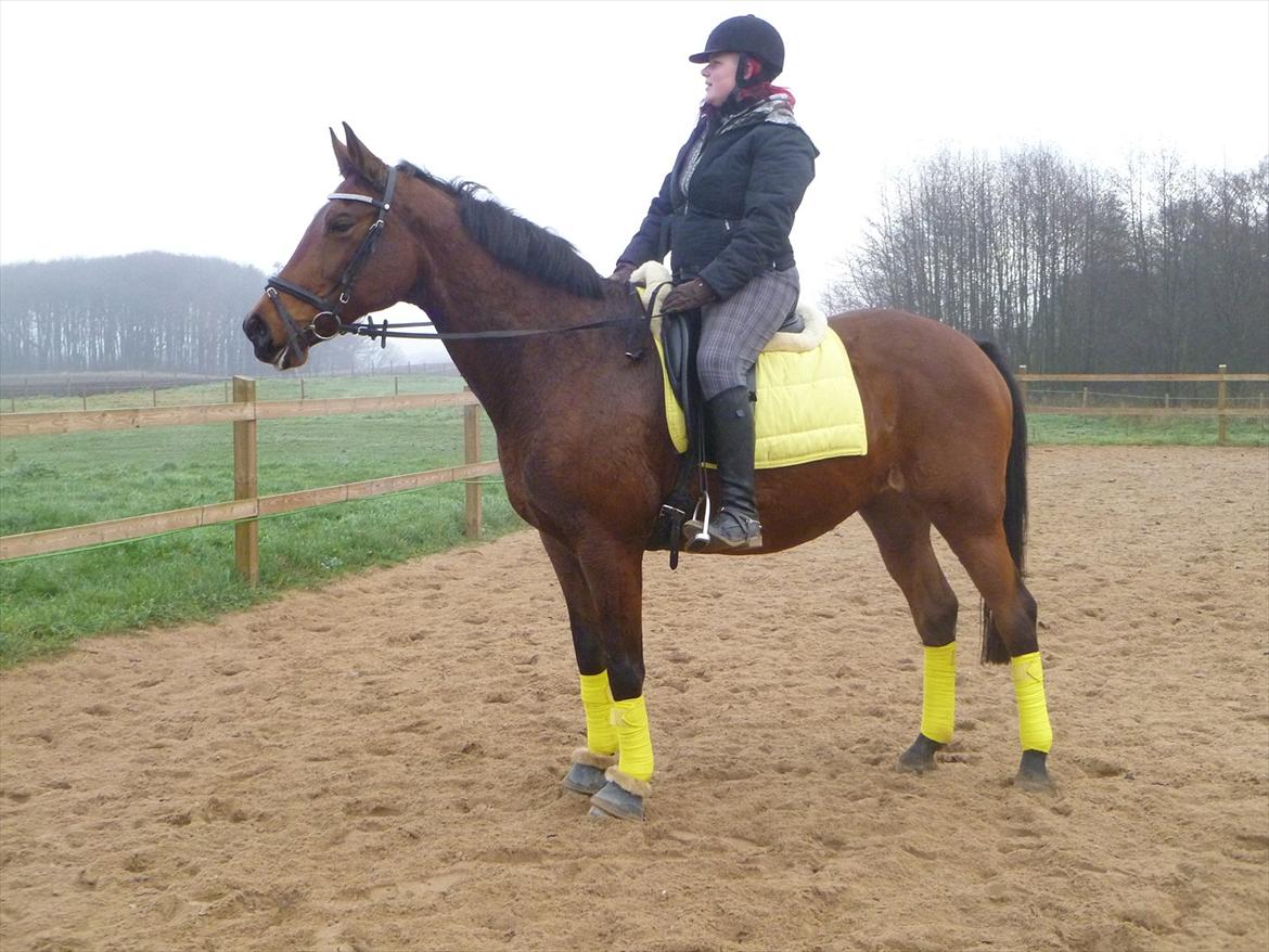 Dansk Varmblod Cecilia billede 12