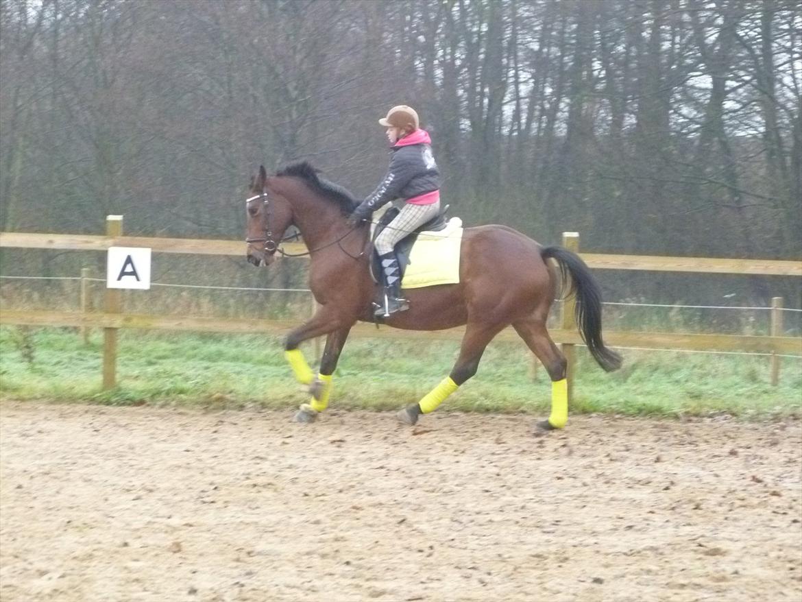 Dansk Varmblod Cecilia billede 13