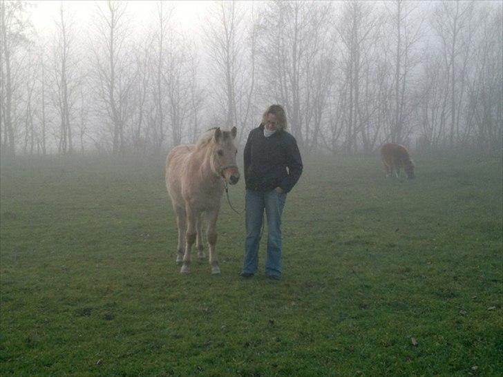 Fjordhest R.I.P sørups ischa - et skud i tågen billede 4