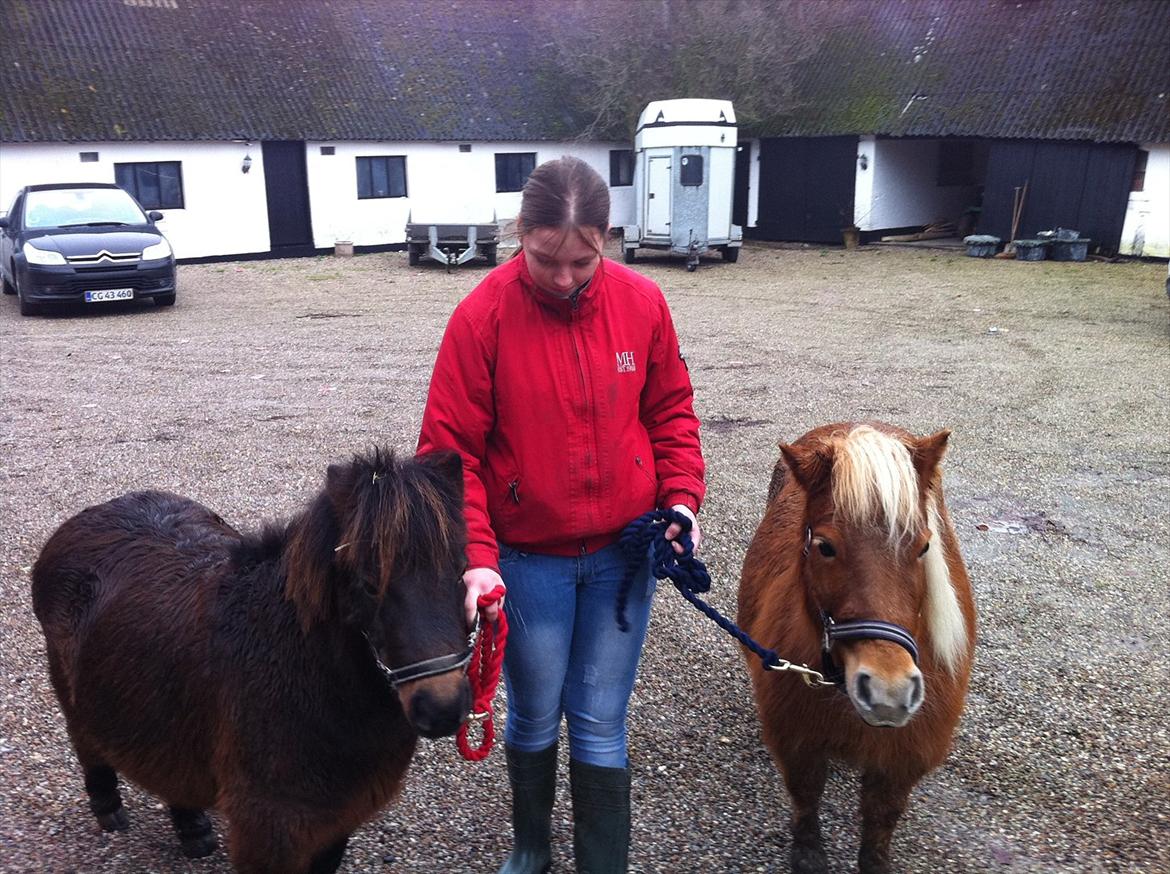 Shetlænder Nanja af rolighed billede 7