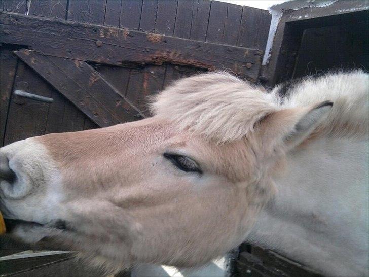 Fjordhest Asterix - Slikkesten :D billede 2