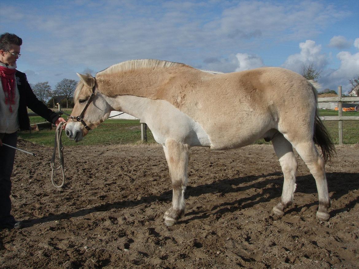 Fjordhest Stald Valhallas Thrym - Jeg har lige overtaget og her har i så  Thrym "mors Buddy" - dejlig dreng;o) billede 2