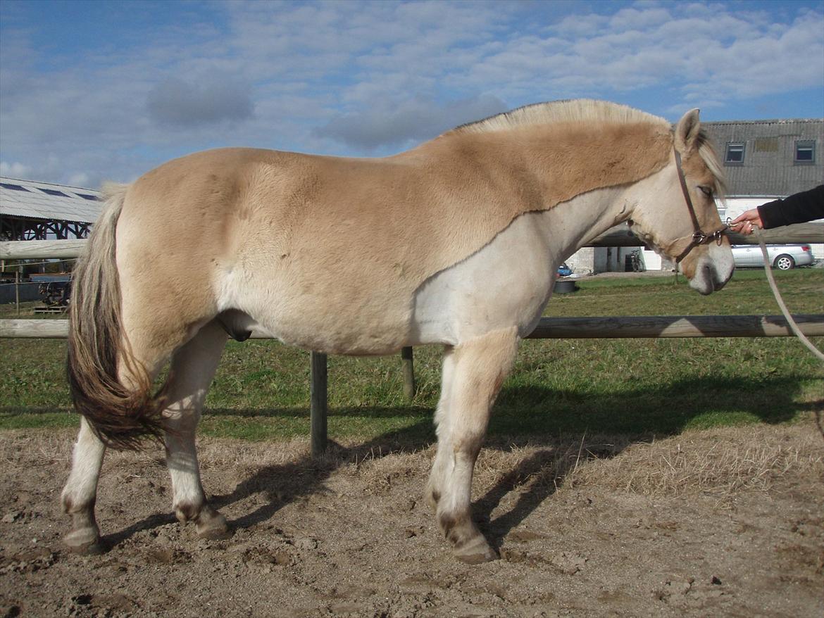 Fjordhest Stald Valhallas Thrym billede 3