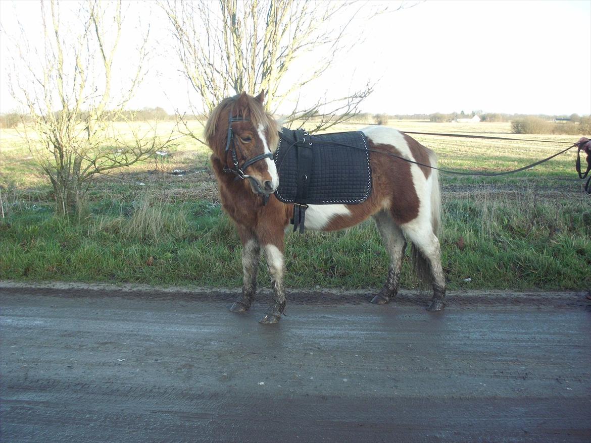 Anden særlig race Prins Bob aka Bobber - ja han har beskidte ben! smuksakken klar til gåtur...  billede 6