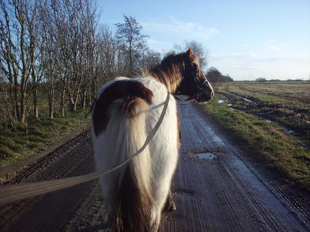 Anden særlig race Prins Bob aka Bobber billede 8