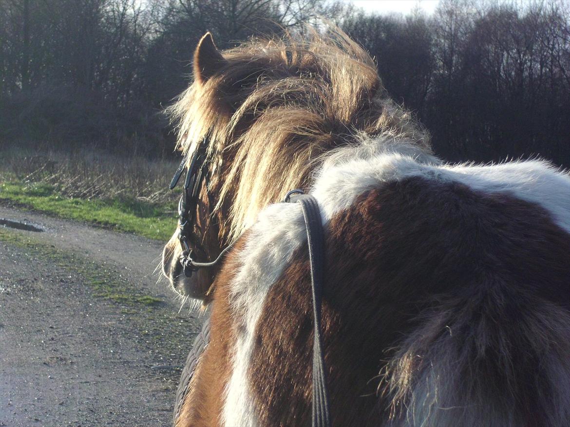 Anden særlig race Prins Bob aka Bobber - vi er på vej til dig julemand.. ligeud efter næsen, med varme huer på.. billede 9