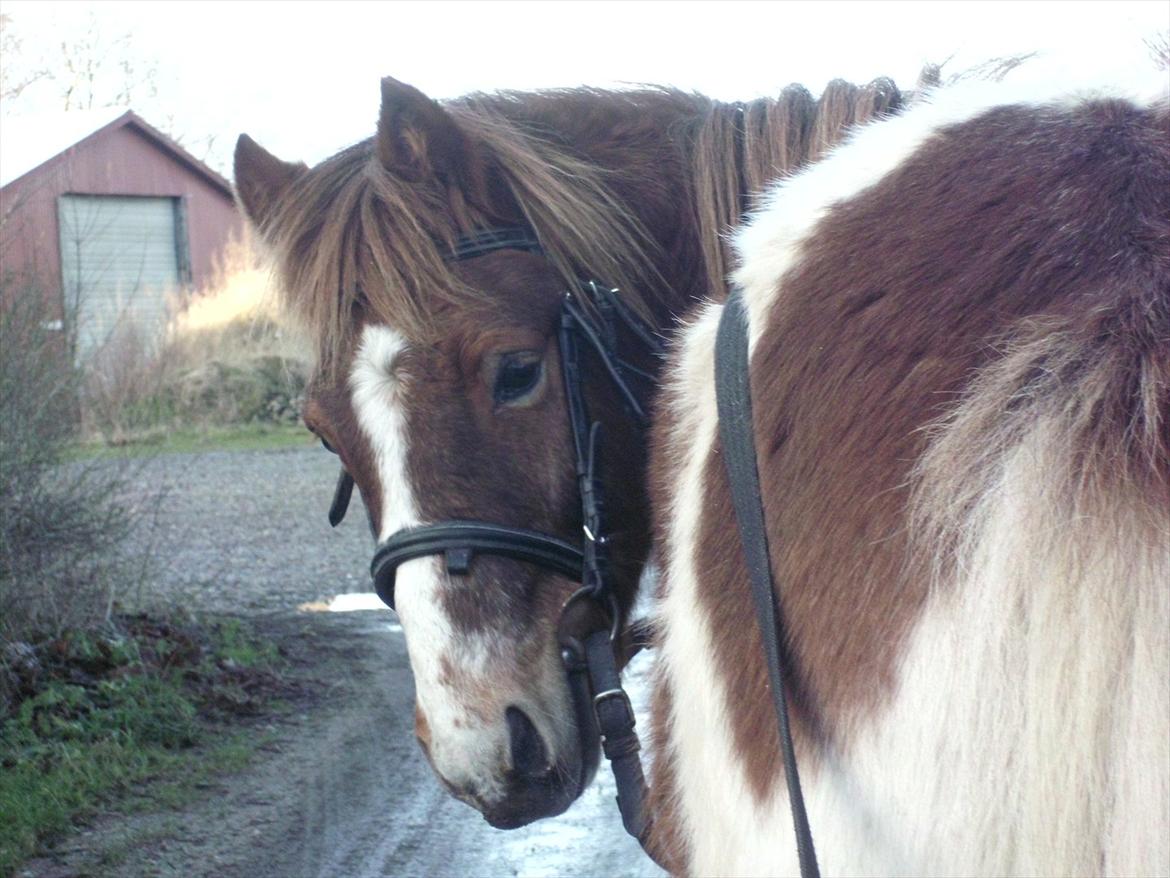 Anden særlig race Prins Bob aka Bobber - er det mig du snakker til? billede 10
