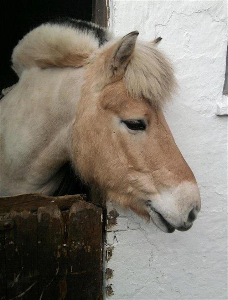 Fjordhest Asterix - Velkommen til Asterix' profil :)
Læg en bedømmelse og kommentar ;) billede 1