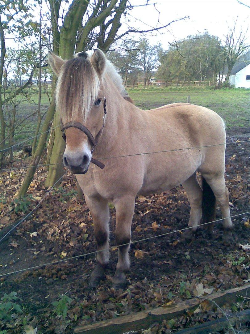 Fjordhest Stald Valhallas Thrym - Dette SKØNNE foto er taget af opdrætter Stald Valhallas v. Sonja og John Svendsen billede 4
