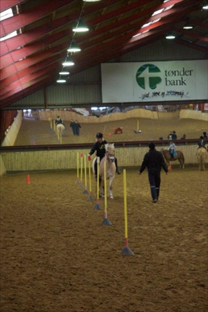 Fjordhest Buller billede 7