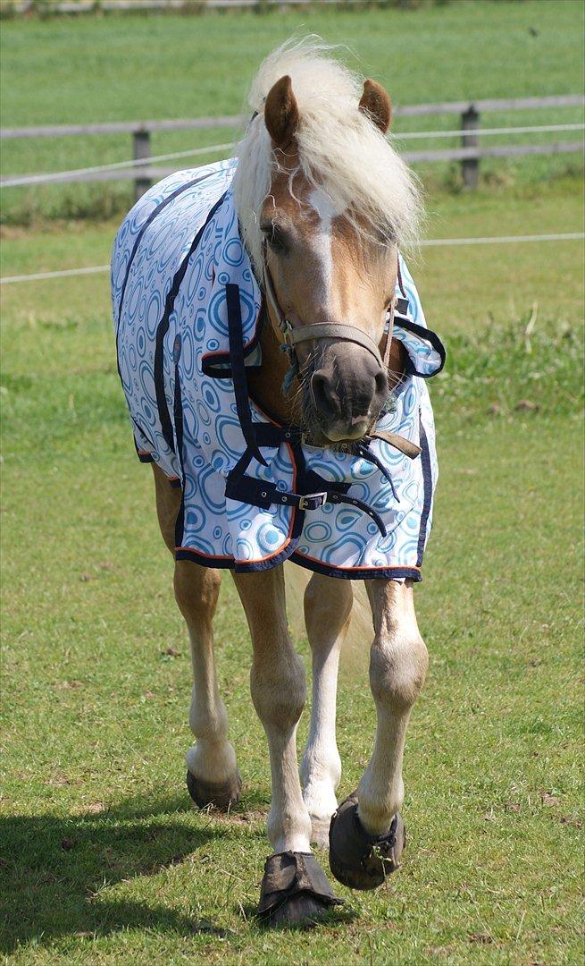 Haflinger STACHUS - Stachus bassen :) Nyder det gode sommer vejr 2011.  billede 11