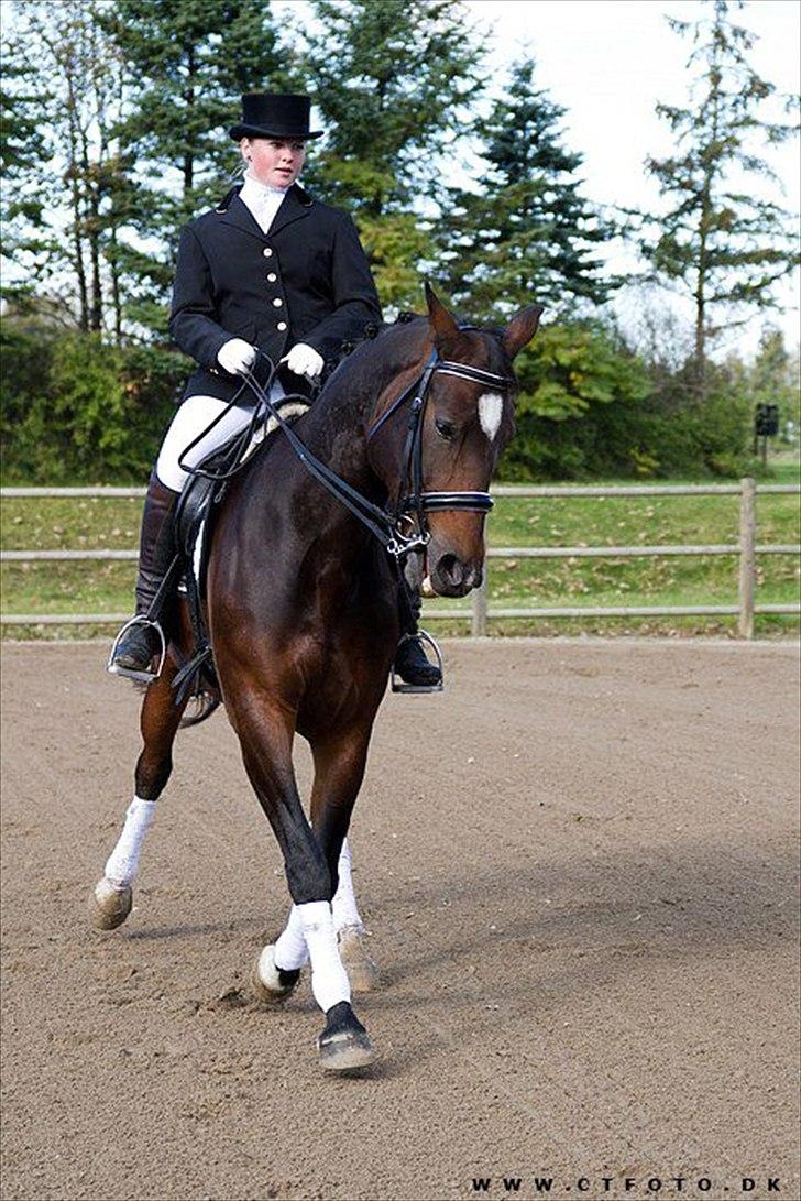 Holstener Cissè Qnego Z - 2011 billede 12