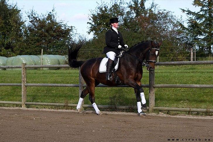 Holstener Cissè Qnego Z billede 15