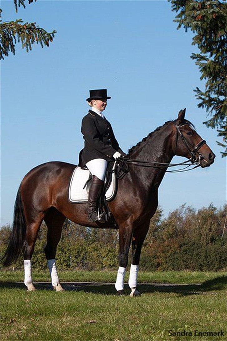 Holstener Cissè Qnego Z billede 17