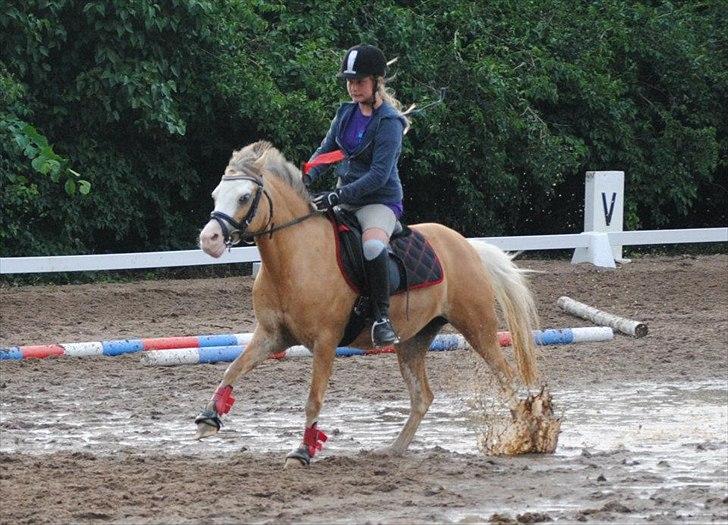 Welsh Mountain (sec A) Femke *savnet* - HAHA!:-D 
 billede 20