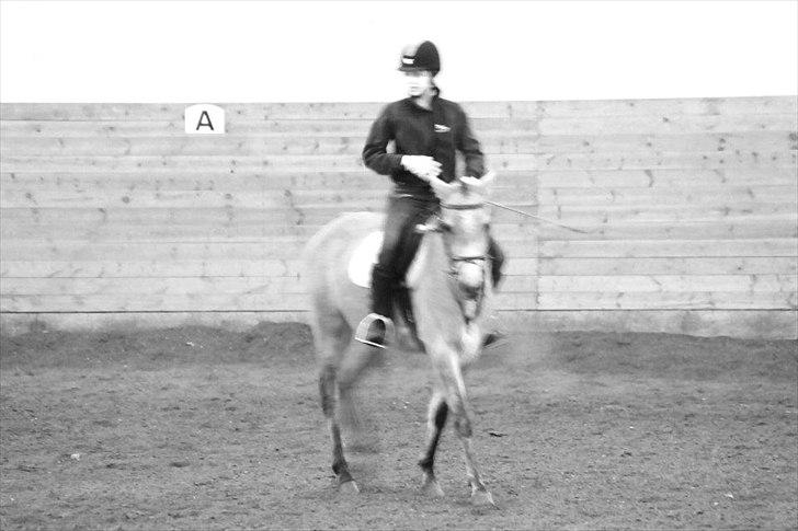 Arabisk fuldblod (OX) Cadar Kamil Mi Corazon billede 7