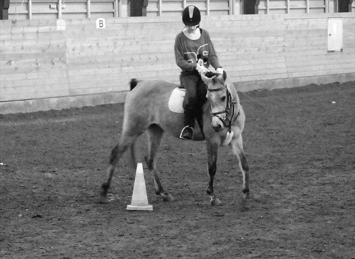 Arabisk fuldblod (OX) Cadar Kamil Mi Corazon billede 8