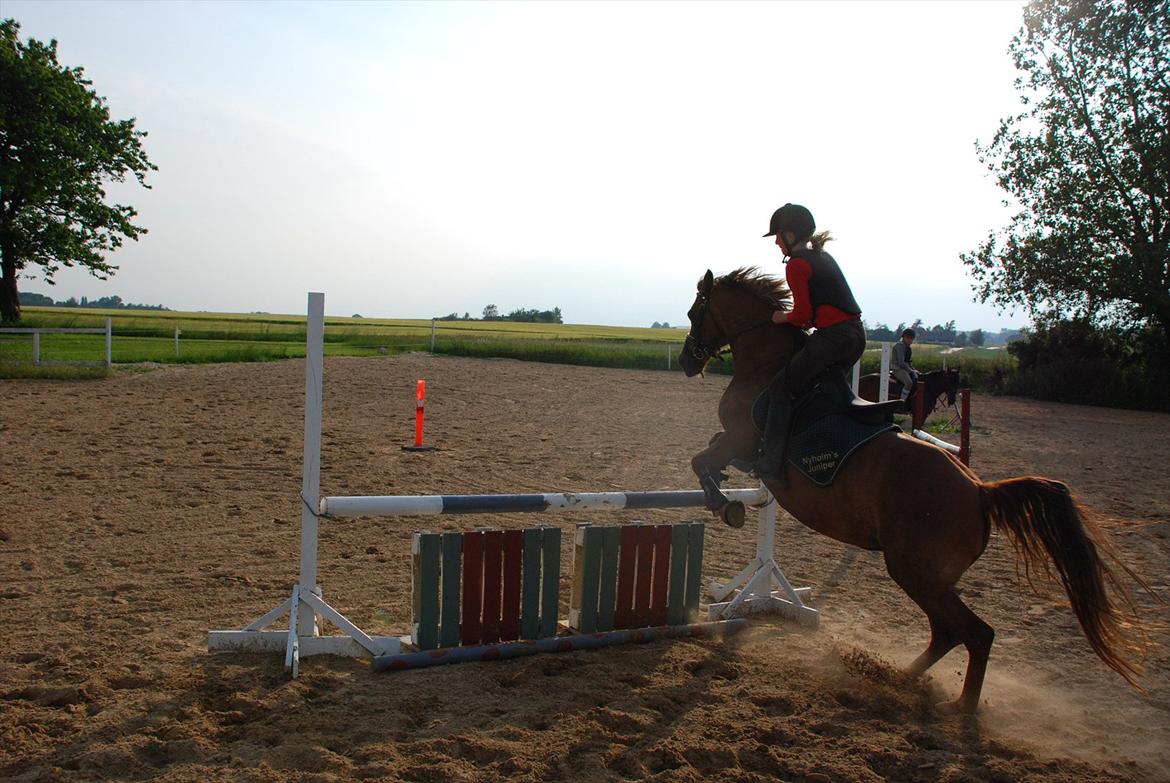 DSP Verdens bedste NYHOLM´S JUNIPER<3 - Verdens bedste pony billede 14