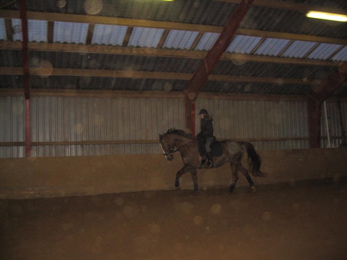 Trakehner Holmegårdens Sultana - vild dårlig kvalitet, dårligt lys.. billede 1