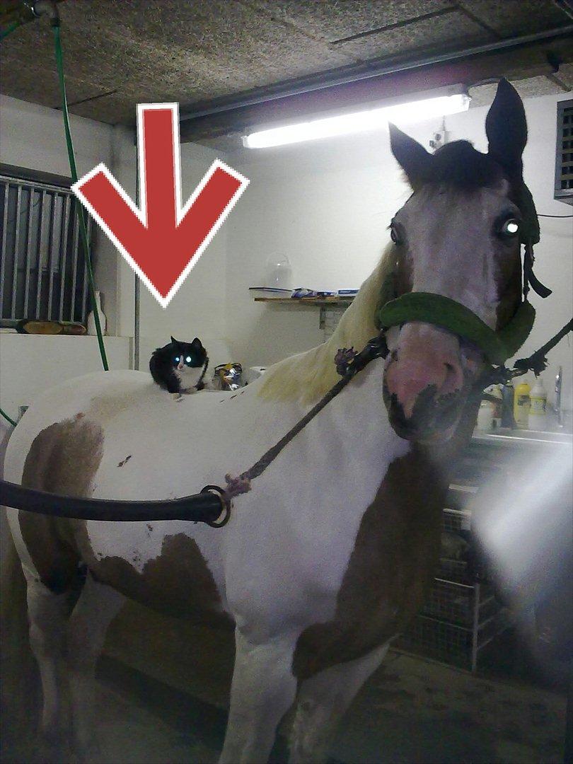 Pinto Darupgaards Venus Aurigae - Jeg ved ikke, hvad den pony ikke finder sig i?? :D  billede 16