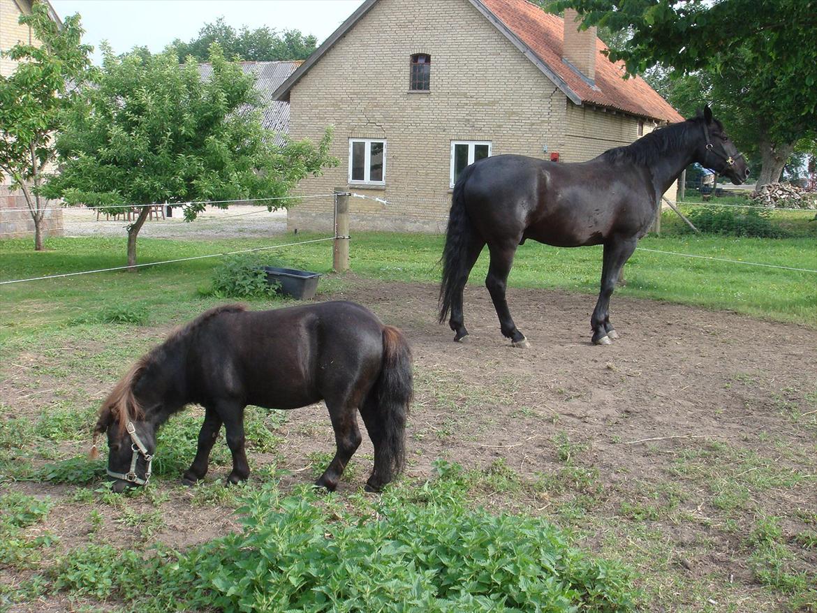 Oldenborg Jaro RIP<3 - Min lille basse og min store basse. :) billede 10