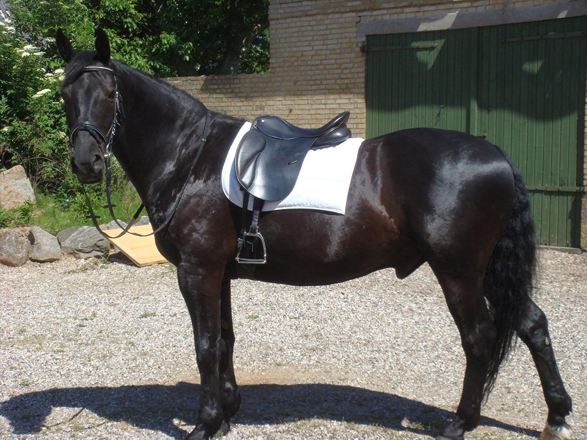 Oldenborg Jaro RIP<3 - Har den smukkeste hest... FØJ du er skøn Basse billede 11