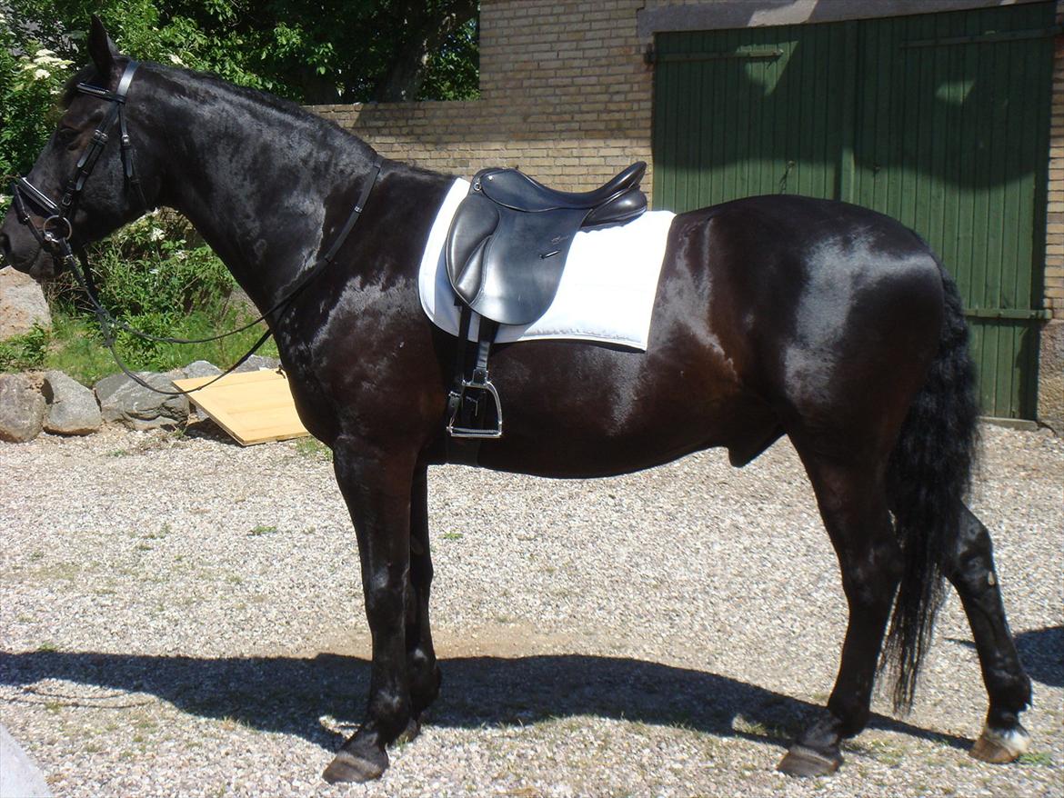 Oldenborg Jaro RIP<3 - Top hest... <3 billede 12