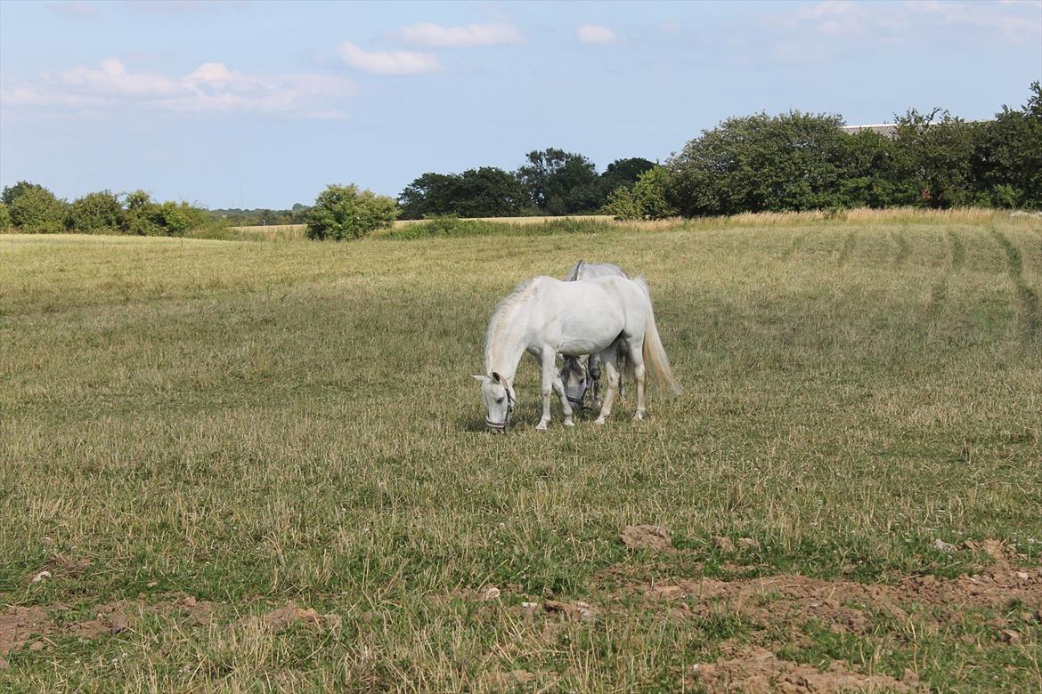 Welsh Pony (sec B) Hoelgaards Fernando - Fernando og Charmant sommer 2011:-) billede 11
