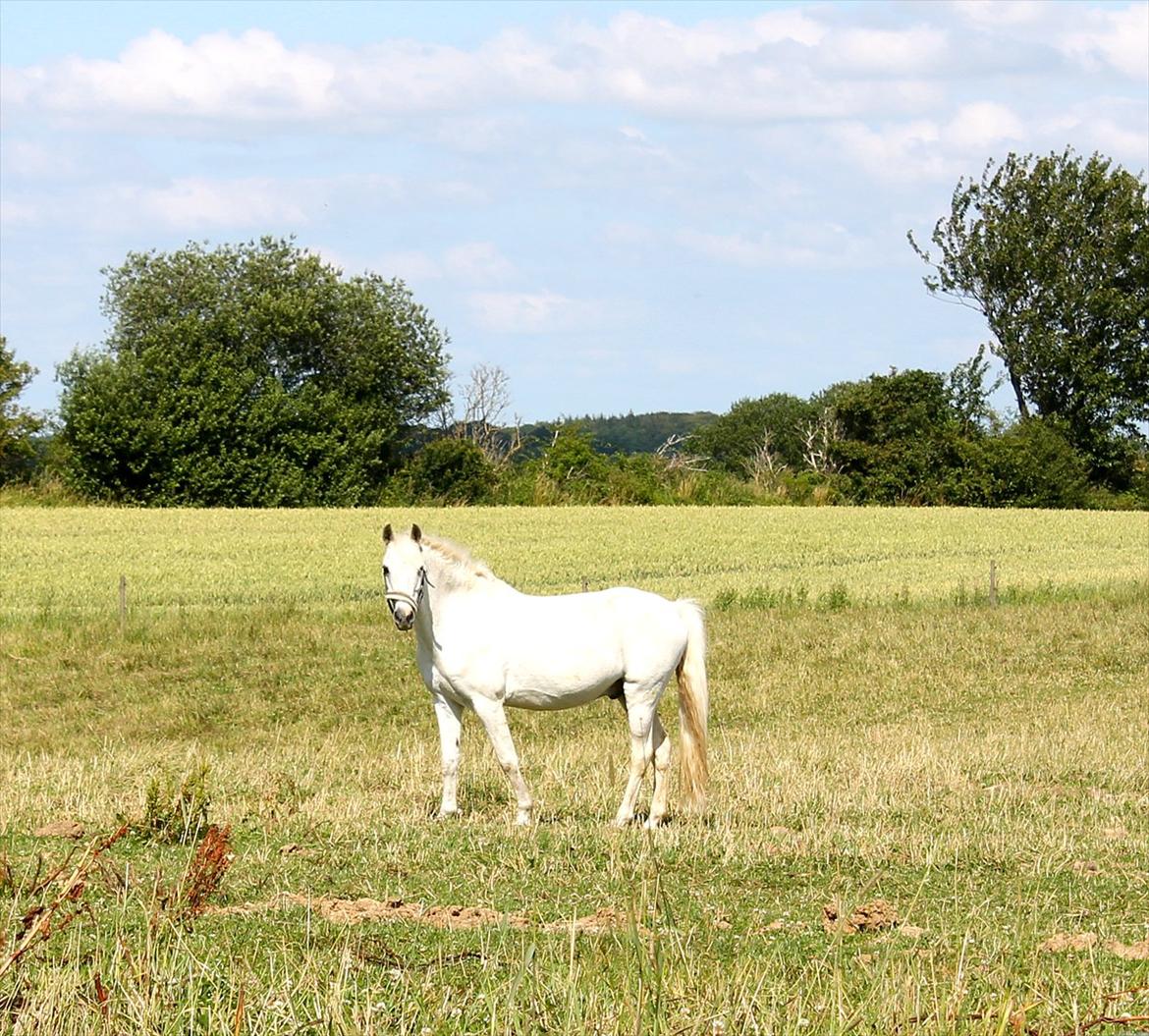 Welsh Pony (sec B) Hoelgaards Fernando - Fernando sommer 2011<3 billede 12