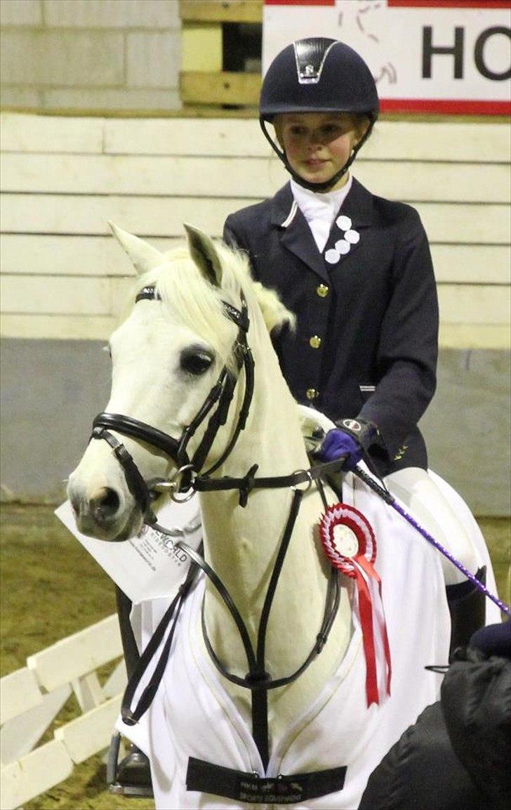 Welsh Pony (sec B) Hoelgaards Fernando - Klubmester 2011 i pony spring :-D billede 1