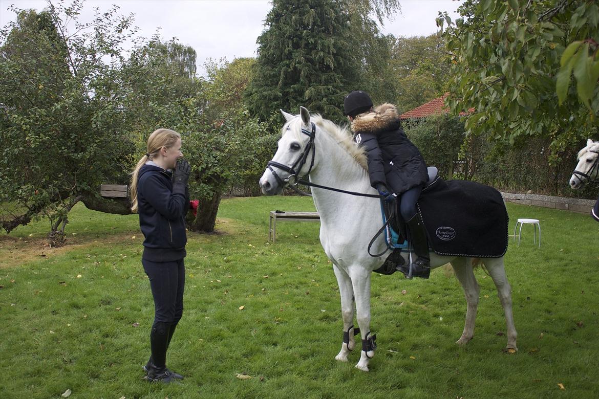 Welsh Pony (sec B) Hoelgaards Fernando - Hjemme hos Emma (Kongolur) sammen med Ellen:-D billede 14