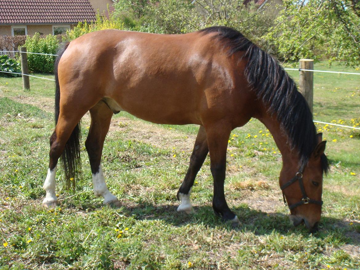 Oldenborg Neo UDLÅNT billede 18