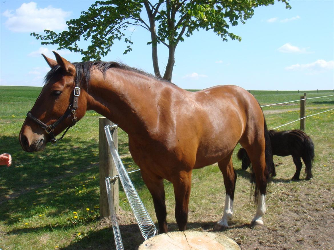 Oldenborg Neo UDLÅNT billede 19