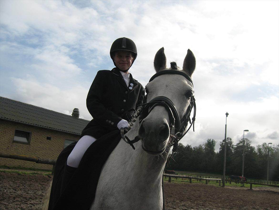 Welsh Partbred (Sec F) Bjerregårds La' Mir - så er det stævnedag! billede 2