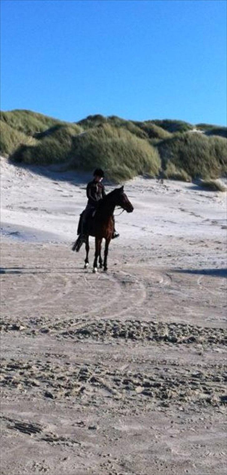 Anden særlig race Robin B-pony - En dejlig dag på saltum strand ;) <3 billede 9