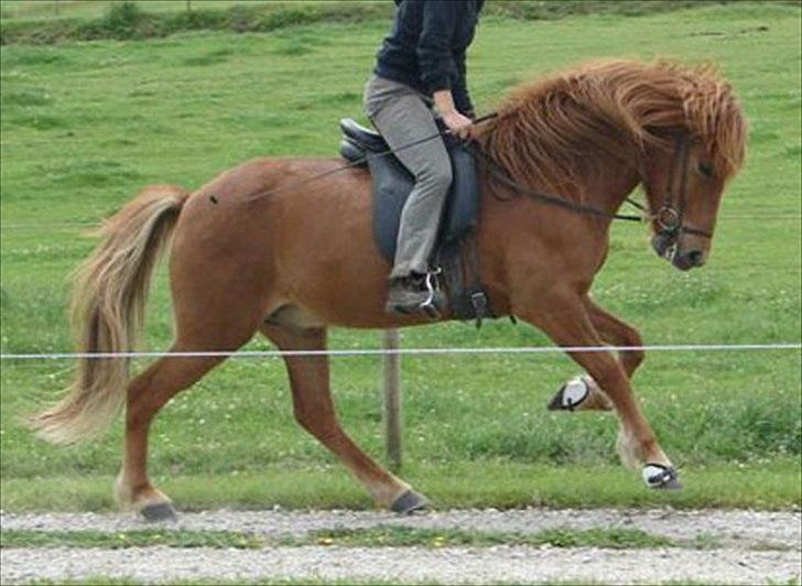 Islænder Ormur fra Eyfjörd <3 | THTH - Ormur hos gamle ejer.. Det ligner ham slet ikke!:-* billede 15