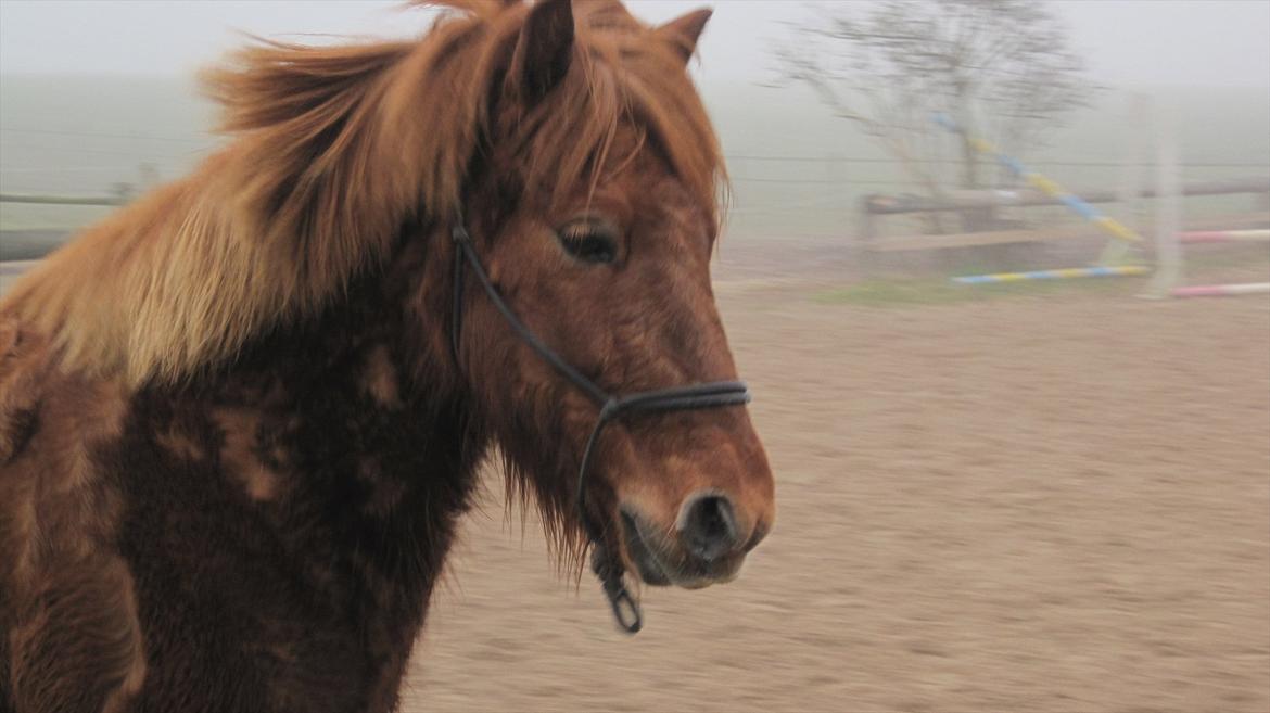 Islænder Ormur fra Eyfjörd <3 | THTH billede 17