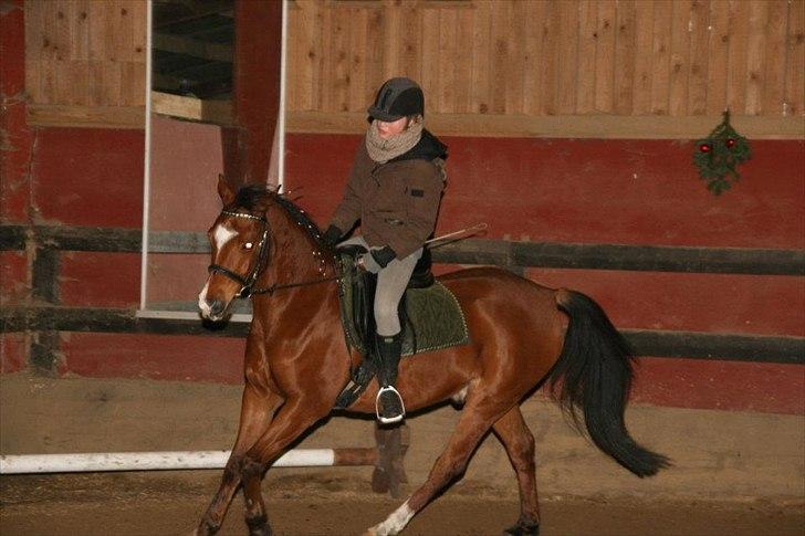 Arabisk fuldblod (OX) Markus OX *SOLGT* Soulmate - Hygge dressur.
Vinter 2011 billede 12